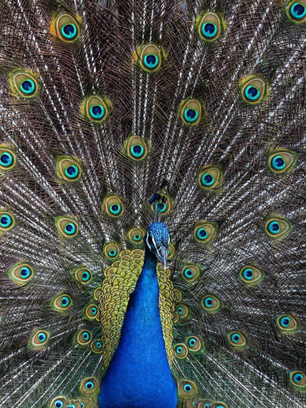Peacock Plumage